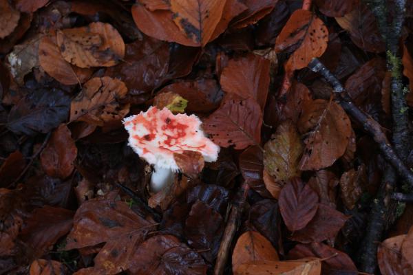 Un champignon rouge et blanc, pas comestible, par terre.