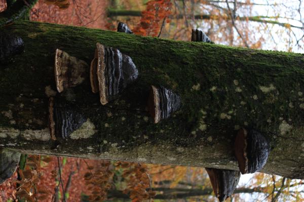 Des champignons en forme de bouche, noirs, sur un tronc d'arbre vivant.