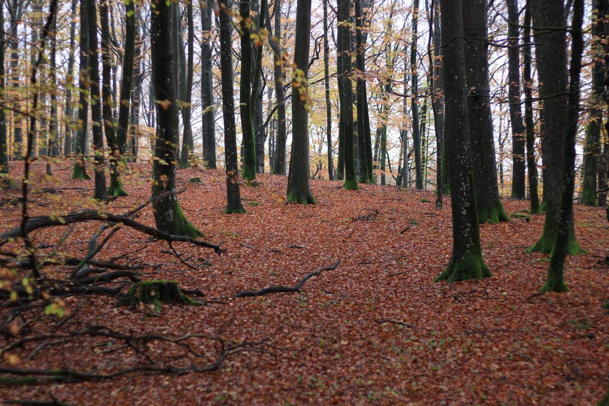 La forêt propre de Söderåsen, avec un lit de feuilles rouges et des troncs de gros arbres feuillus. Tout n'est pas aussi propre…