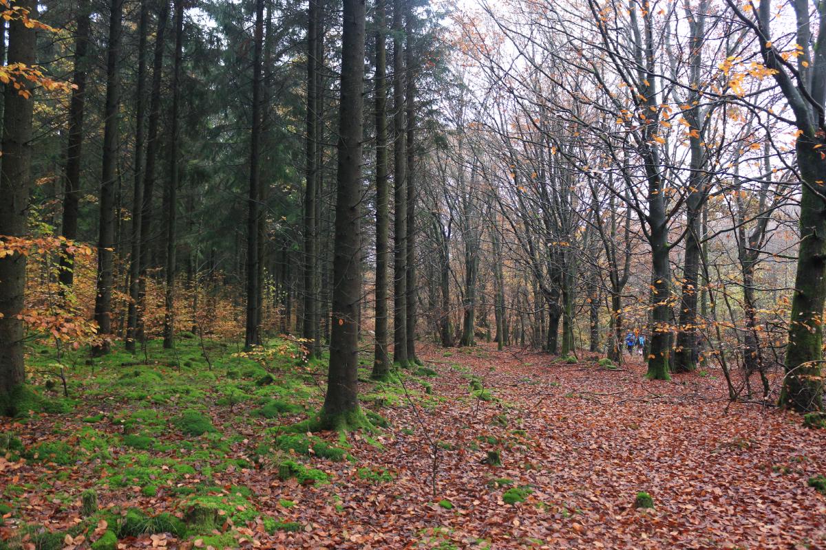 Transition entre à droite une forêt de feuillus dont les feuilles rouges sont déjà au sol, et à gauche une forêt de spruces au parterre vert couvert de mousse.