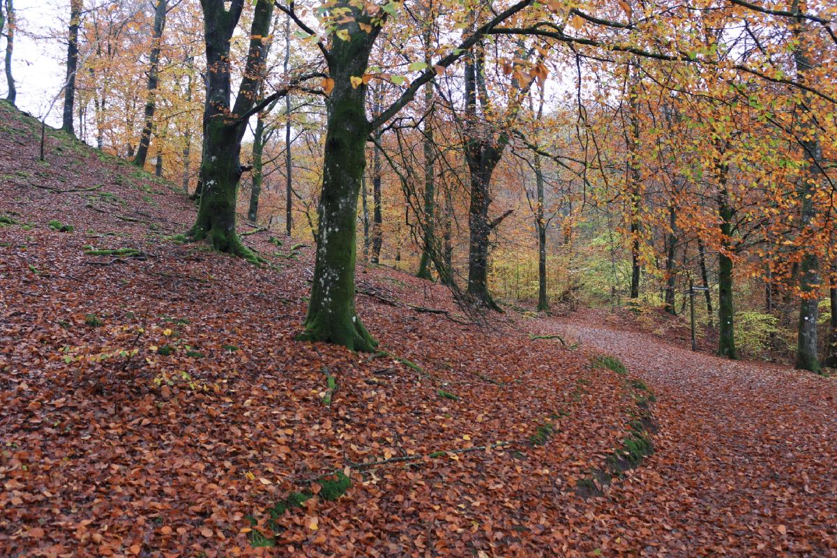 Le chemin menant au parc national de Söderåsen, couvert de feuilles rouges.